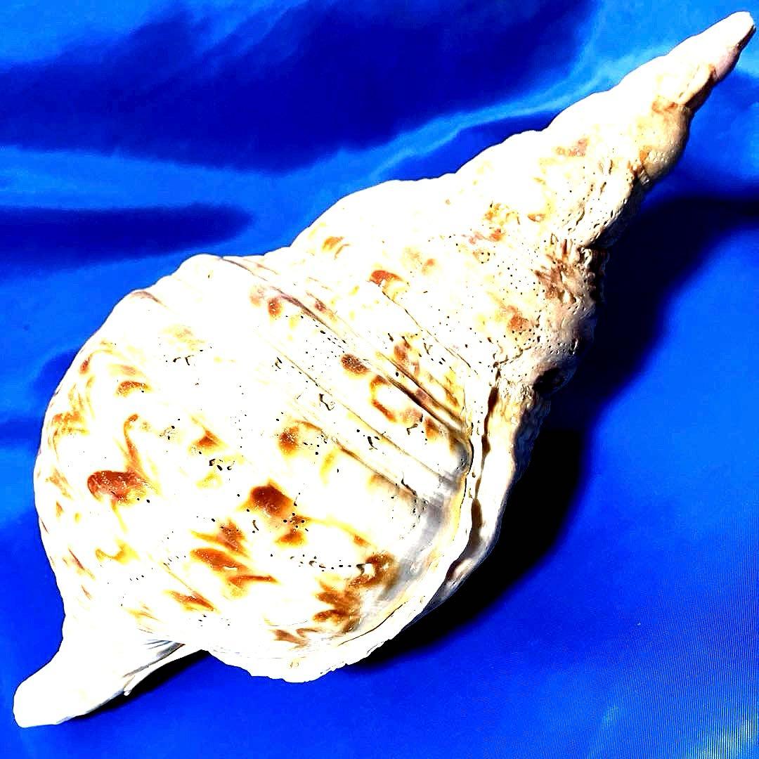 ホラ貝　法螺貝