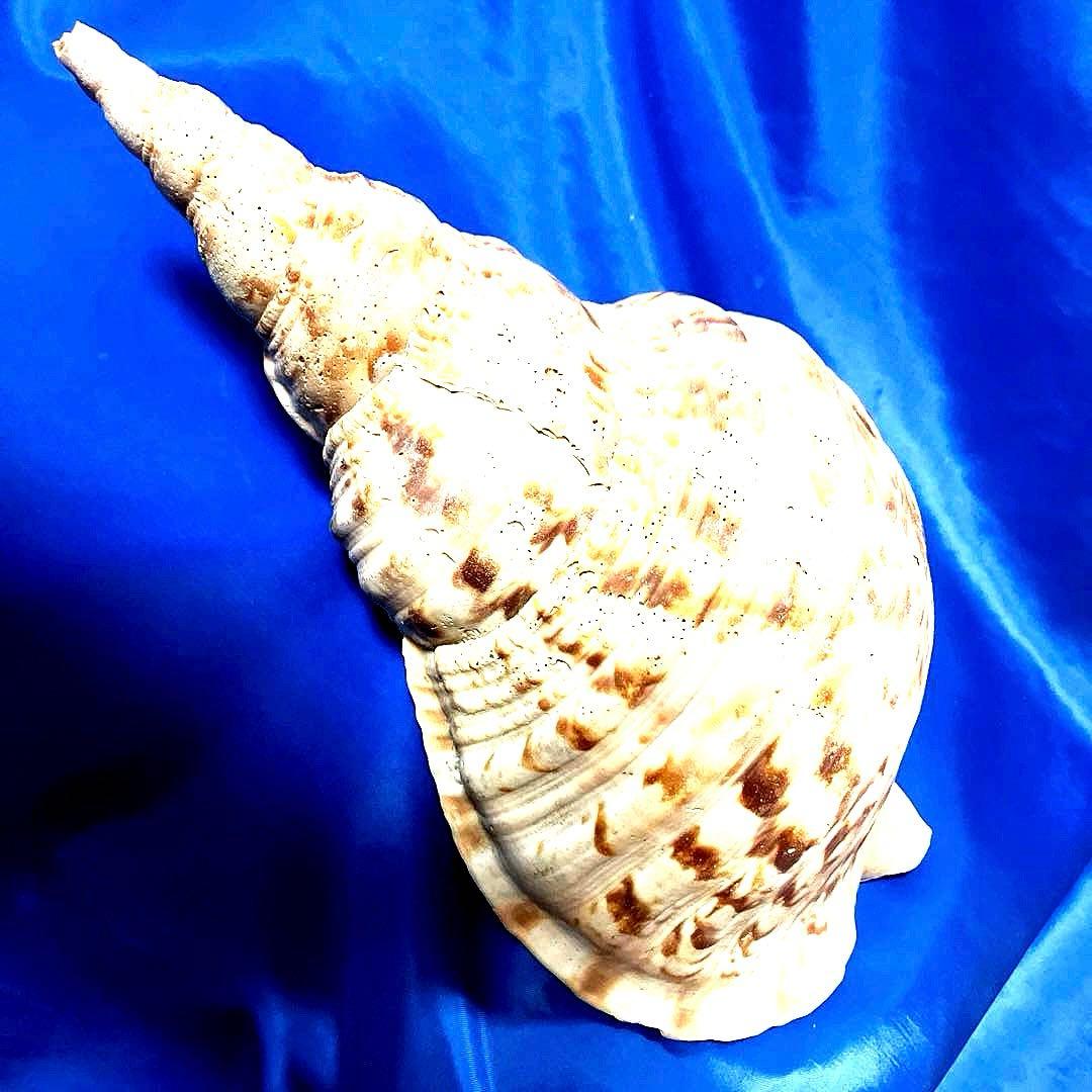 ホラ貝　法螺貝