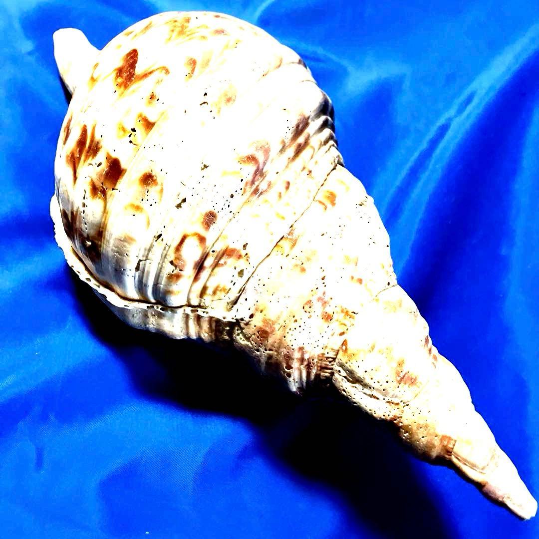 ホラ貝　法螺貝