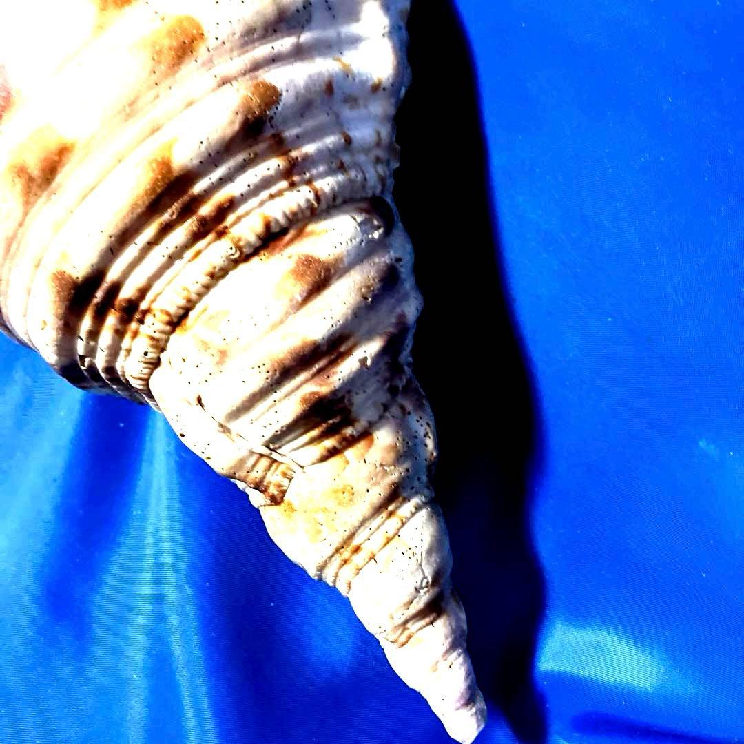 ホラ貝　法螺貝