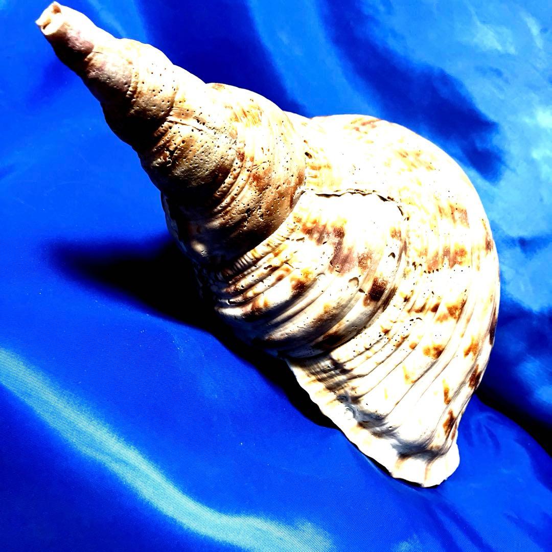 ホラ貝　法螺貝