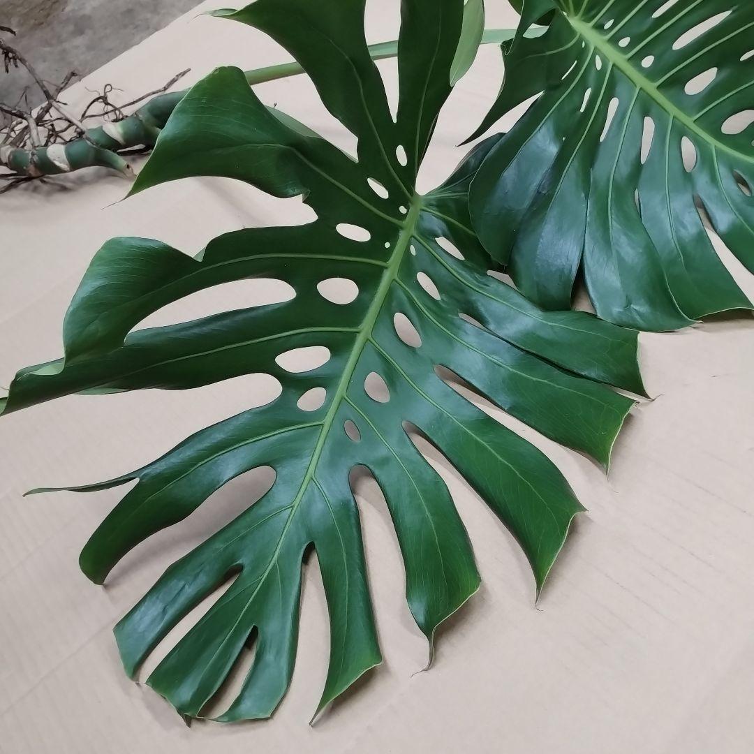 ①訳ありモンステラ 大きな葉 観葉植物