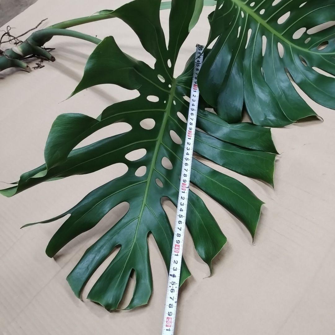 ①訳ありモンステラ 大きな葉 観葉植物