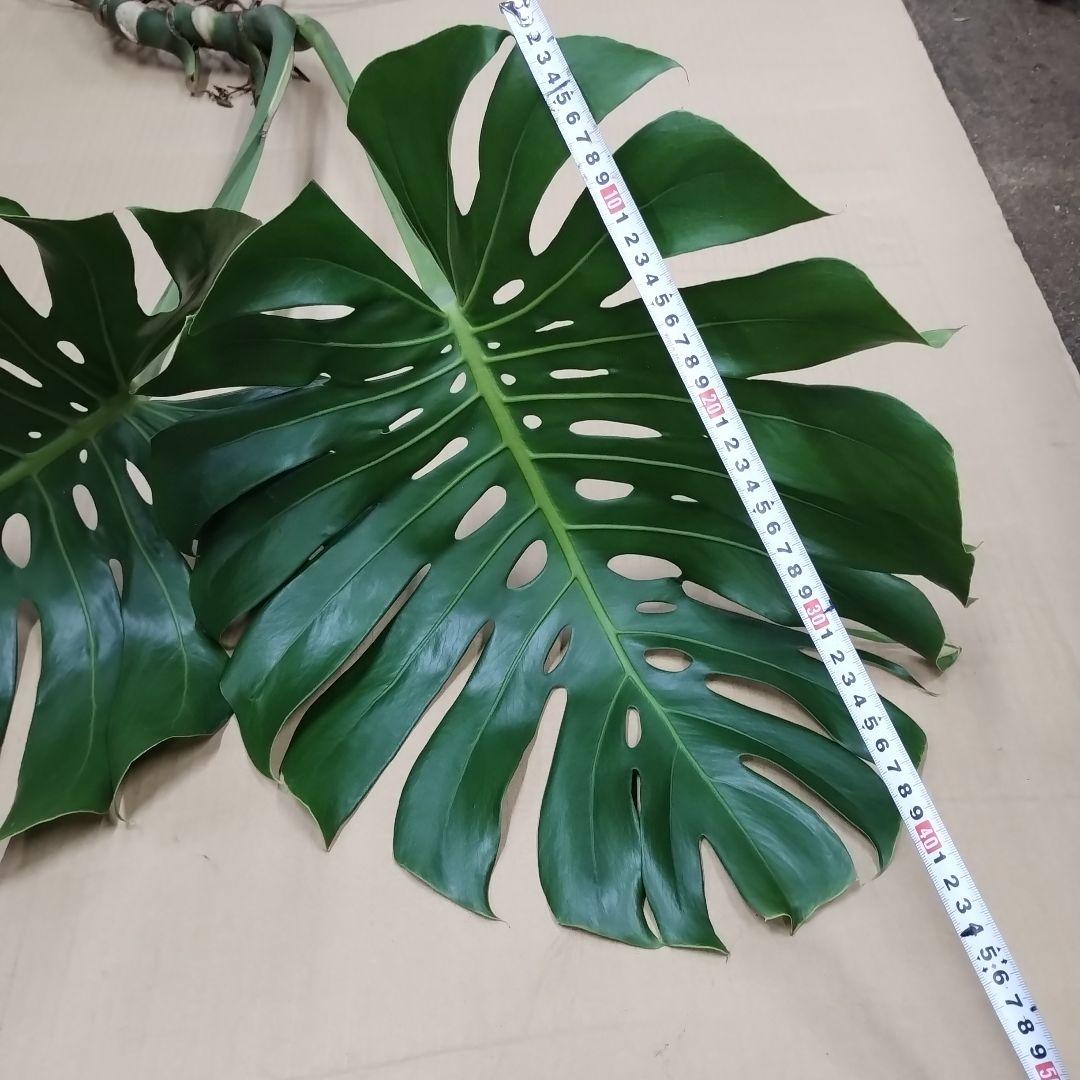 ①訳ありモンステラ 大きな葉 観葉植物