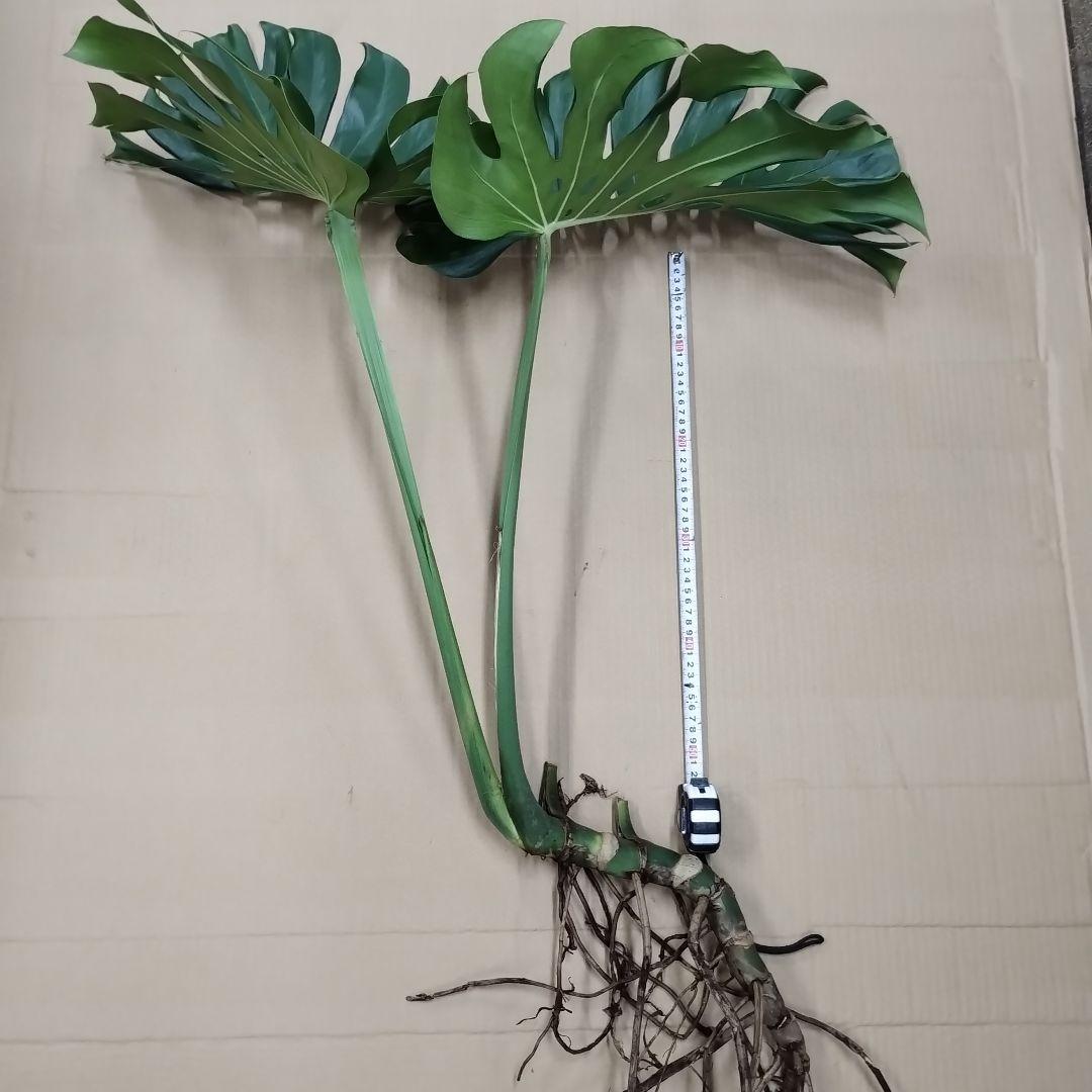 ①訳ありモンステラ 大きな葉 観葉植物