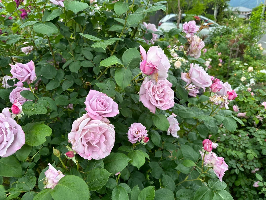 【バラ「超」大苗】　ブルームーン