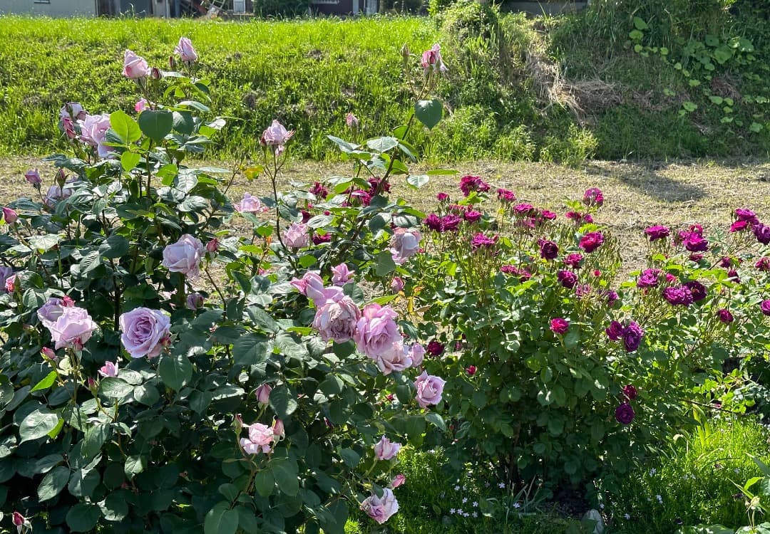 【バラ「超」大苗】　ブルームーン