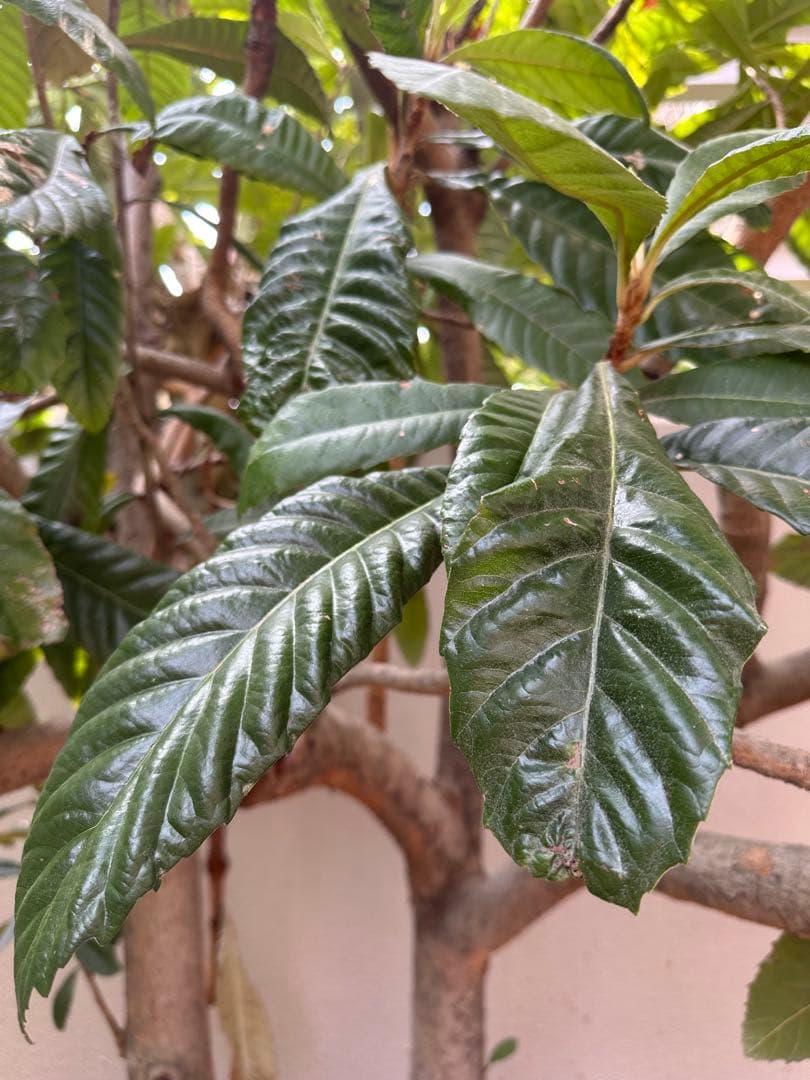 枇杷の葉　確認用