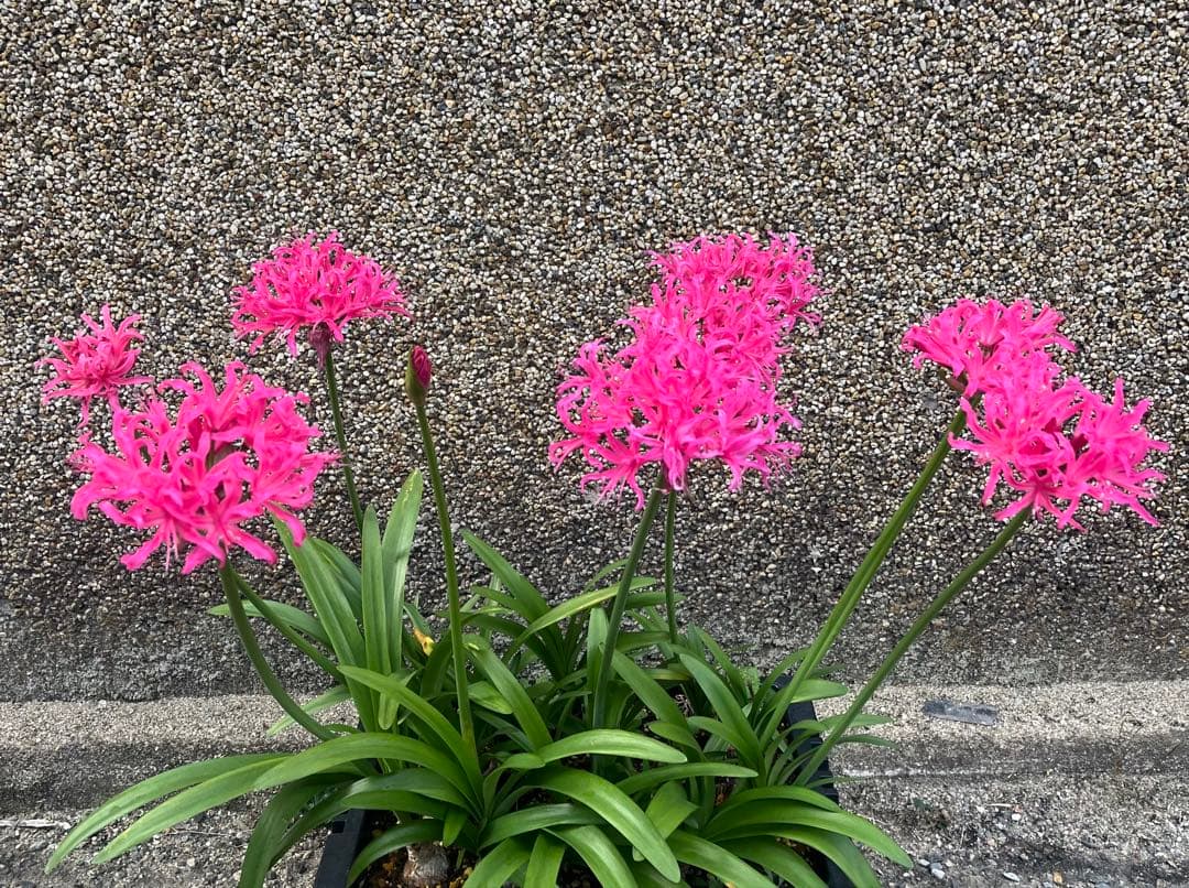 ダイヤモンドリリー