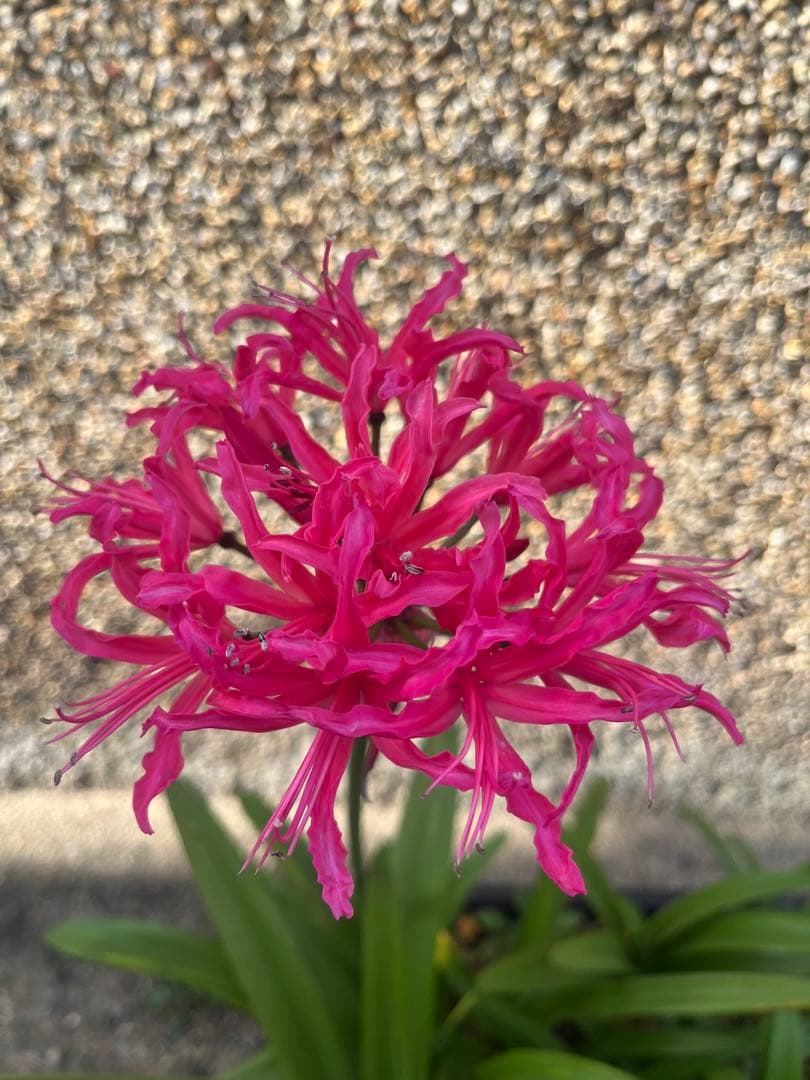 ダイヤモンドリリー