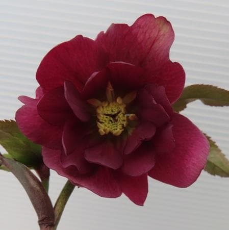 今だけ！クリスマスローズ開花株　3セットQ　花色ミックス