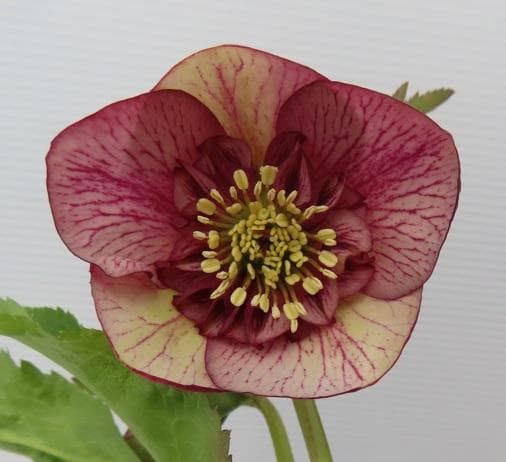 今だけ！クリスマスローズ開花株　3セットQ　花色ミックス