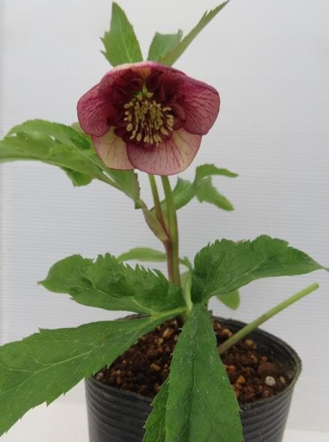 今だけ！クリスマスローズ開花株　3セットQ　花色ミックス