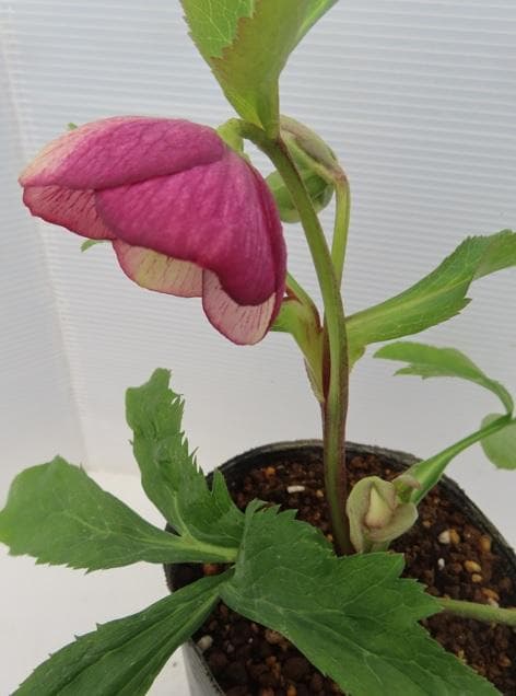 今だけ！クリスマスローズ開花株　3セットQ　花色ミックス