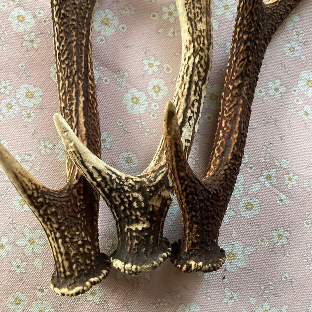 犬用、装飾用日本鹿角 5本セット出品禁止品に該当しません