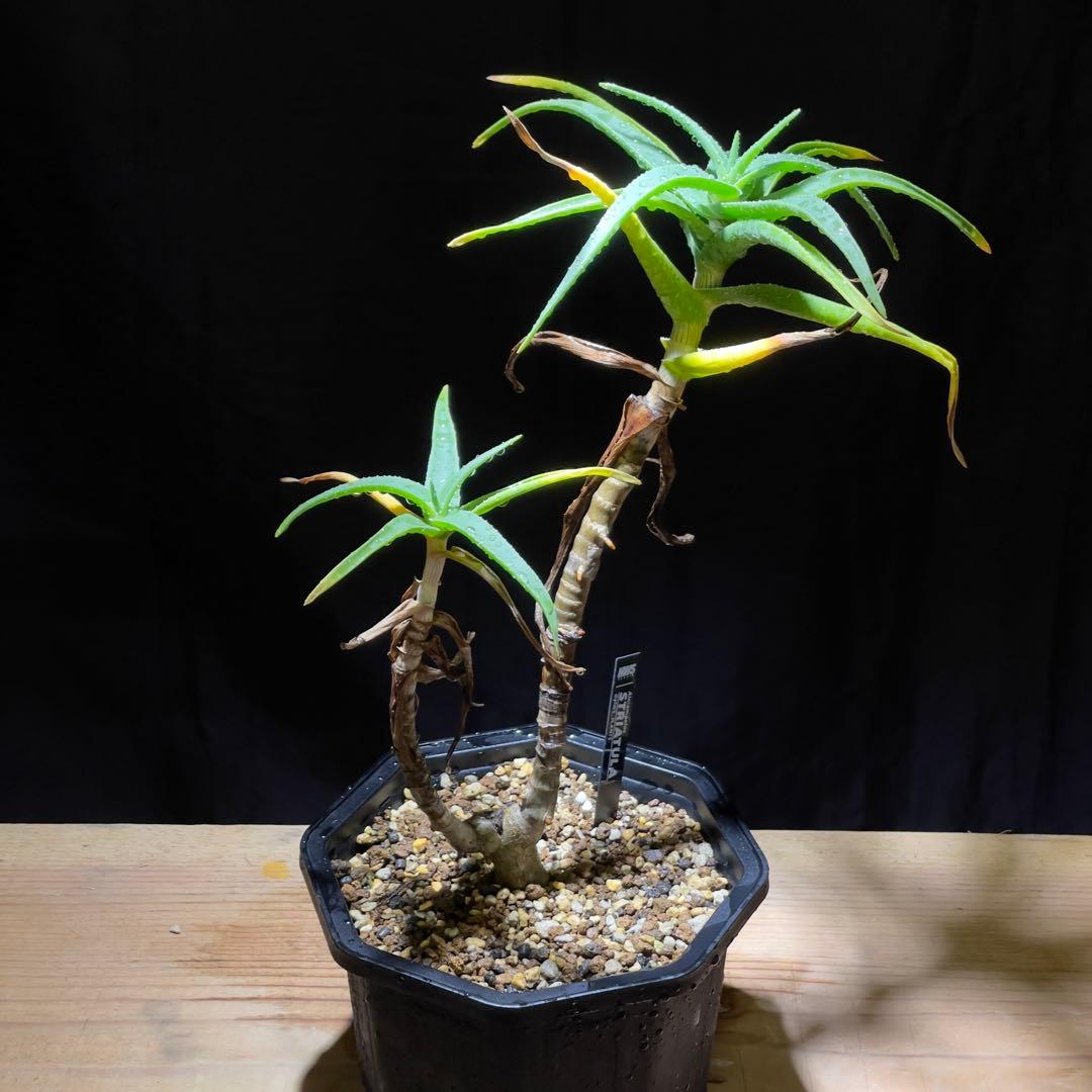 アロエ　ストリアツラ　多頭　耐寒性　ドライガーデン