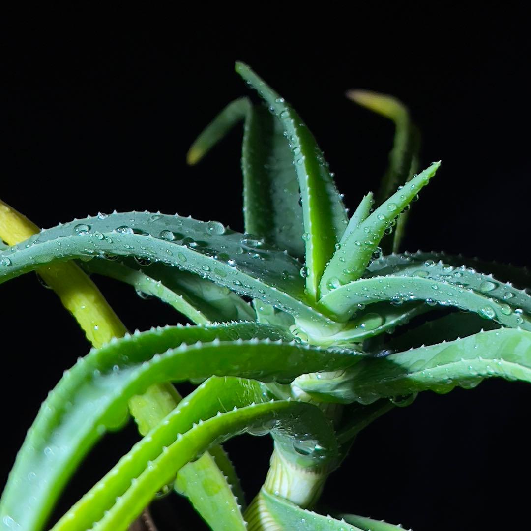 アロエ　ストリアツラ　多頭　耐寒性　ドライガーデン