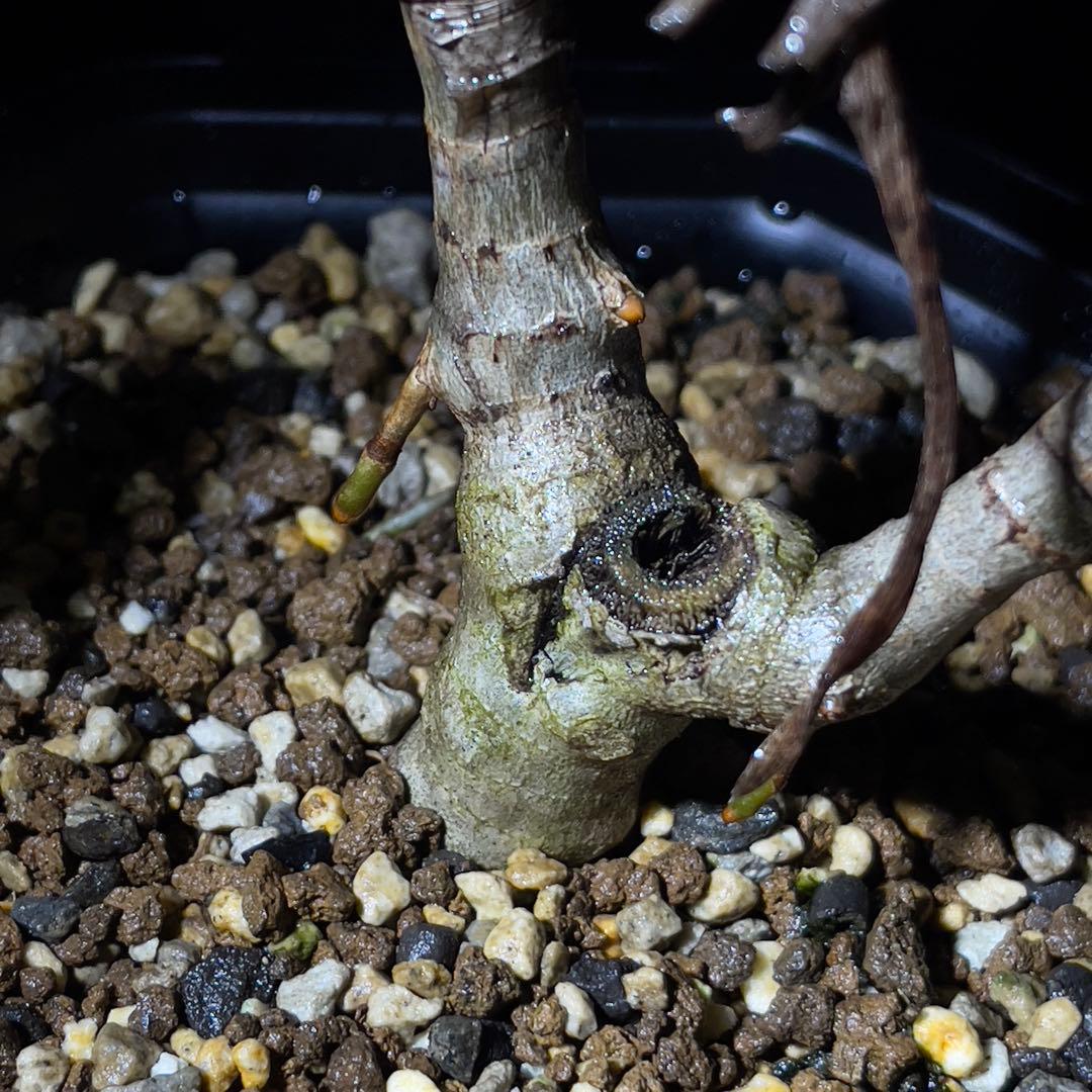 アロエ　ストリアツラ　多頭　耐寒性　ドライガーデン