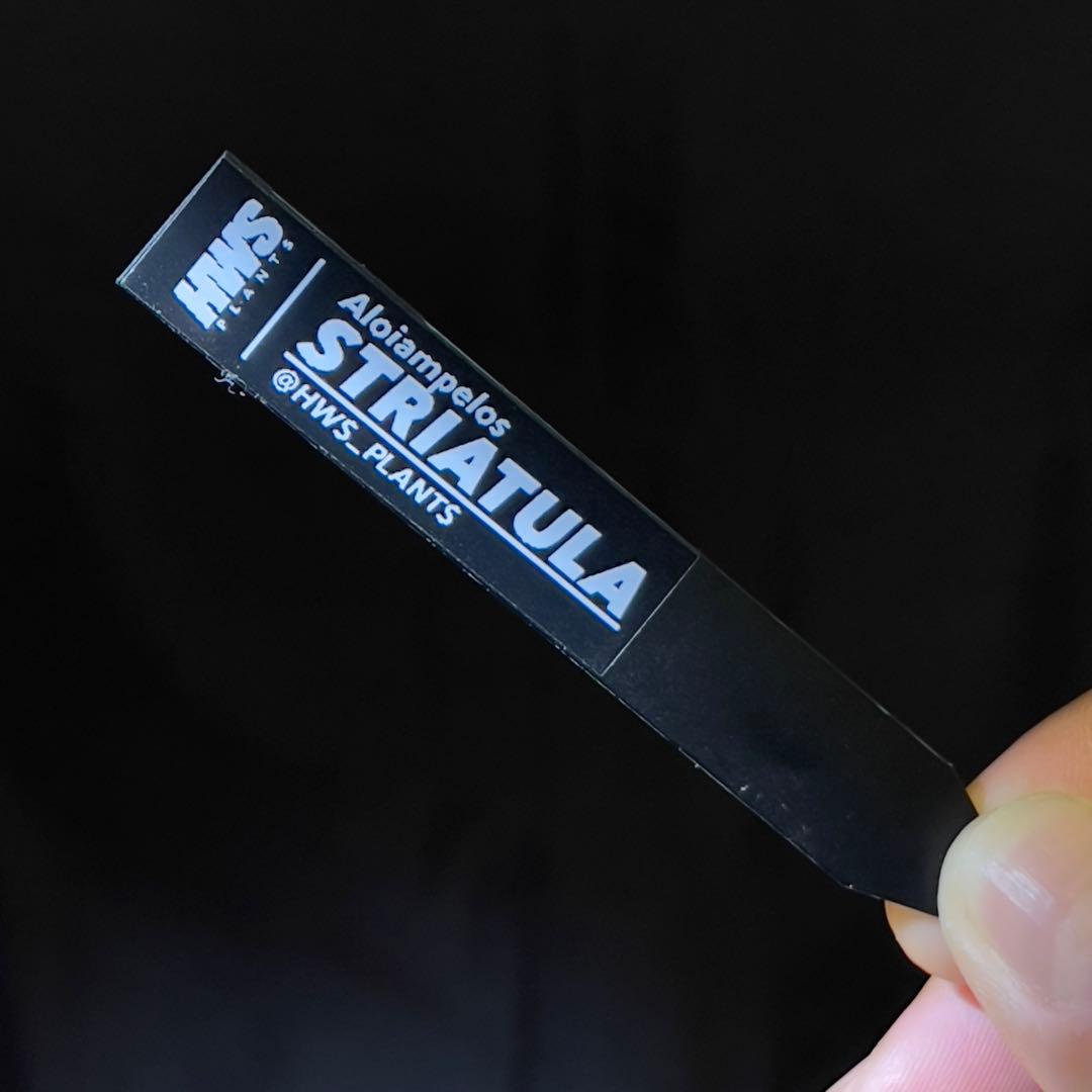 アロエ　ストリアツラ　多頭　耐寒性　ドライガーデン