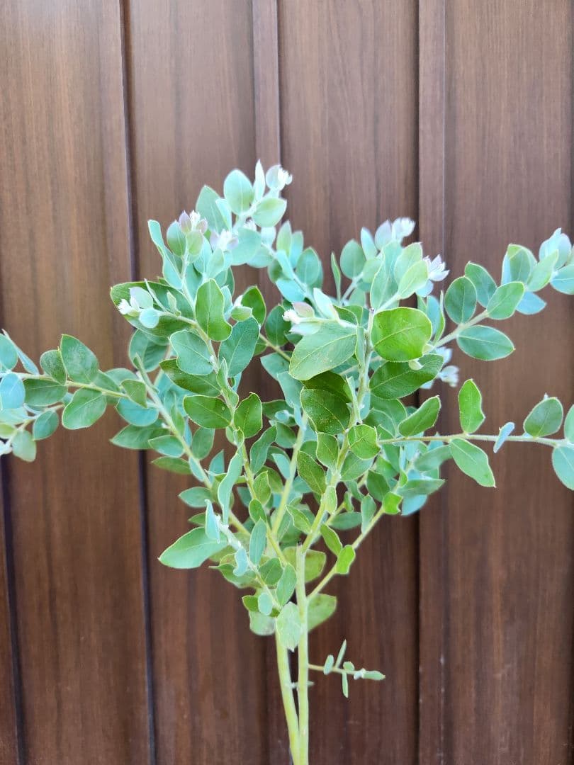 パールアカシア　テラコッタ鉢植え　ミモザ　苗　苗木　シンボルツリーに