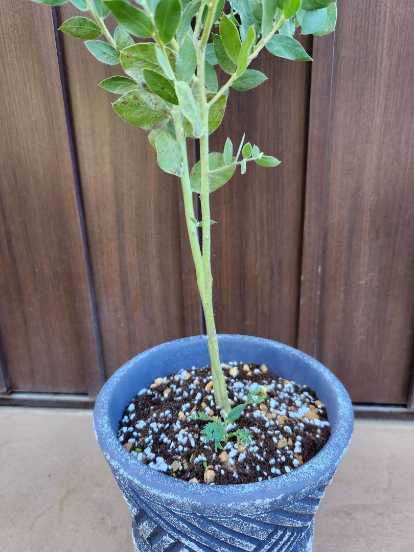 パールアカシア　テラコッタ鉢植え　ミモザ　苗　苗木　シンボルツリーに