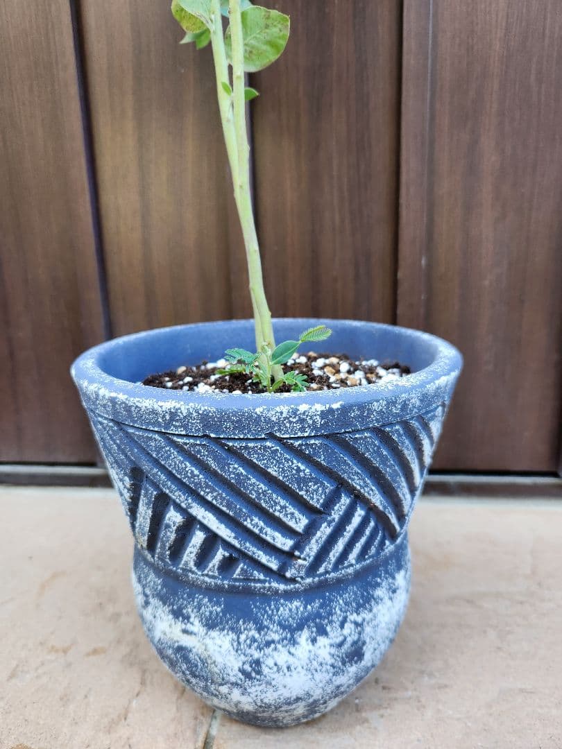 パールアカシア　テラコッタ鉢植え　ミモザ　苗　苗木　シンボルツリーに