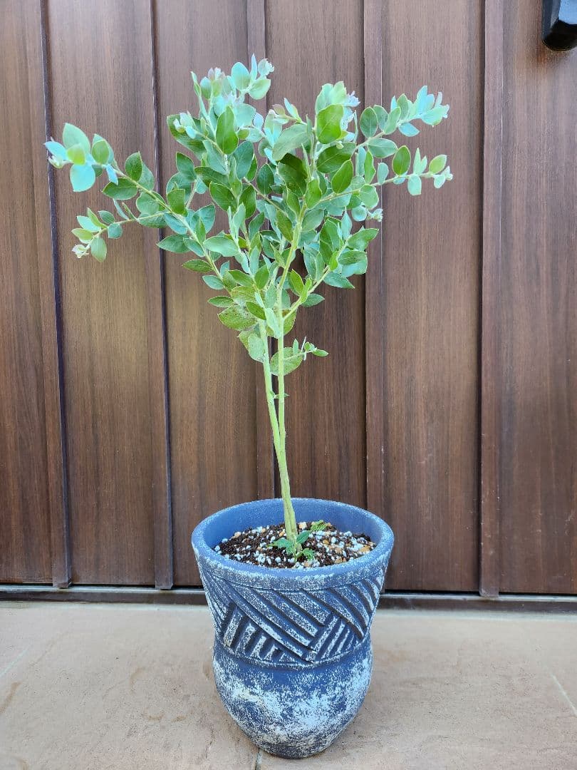 パールアカシア　テラコッタ鉢植え　ミモザ　苗　苗木　シンボルツリーに
