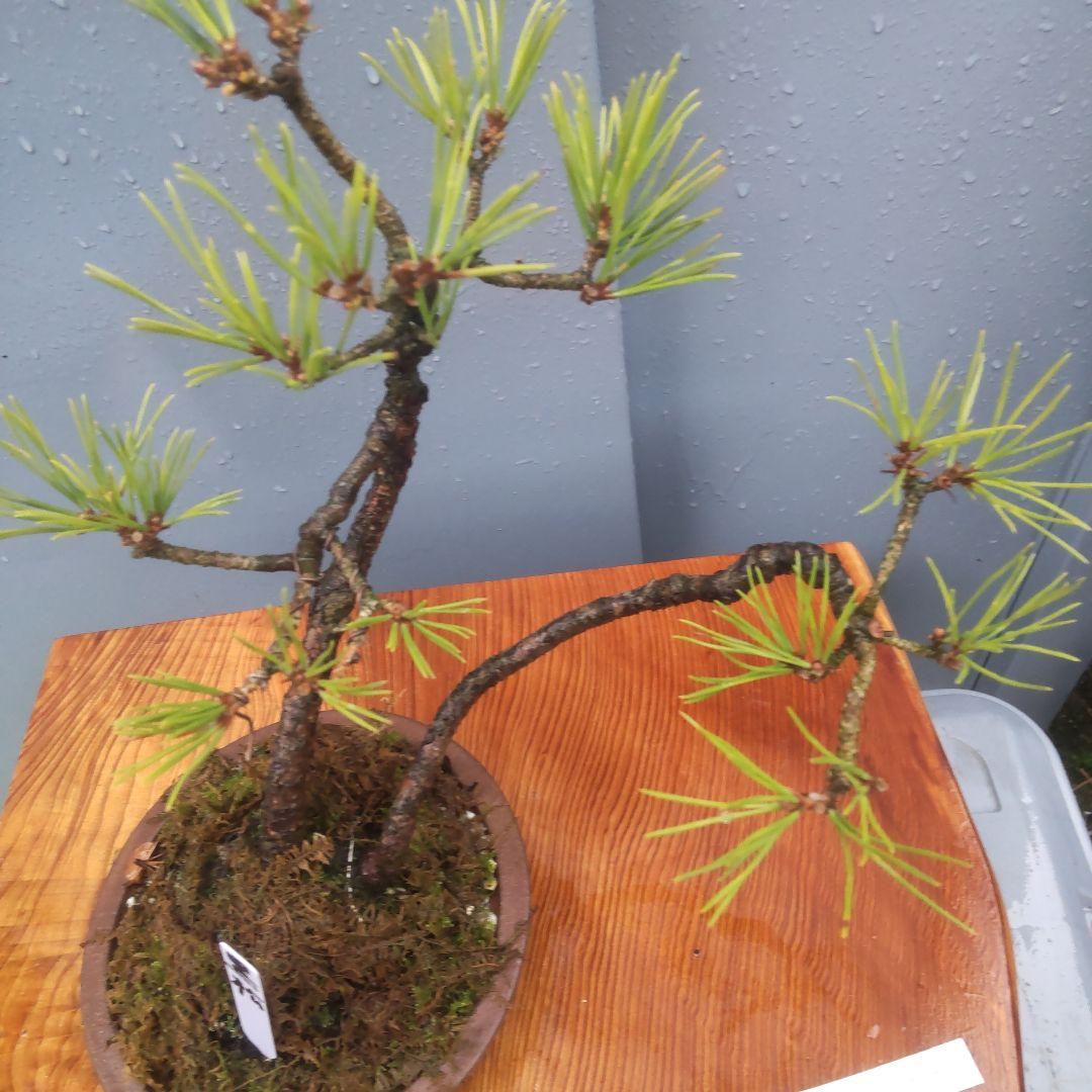 ミニ盆栽　黒松