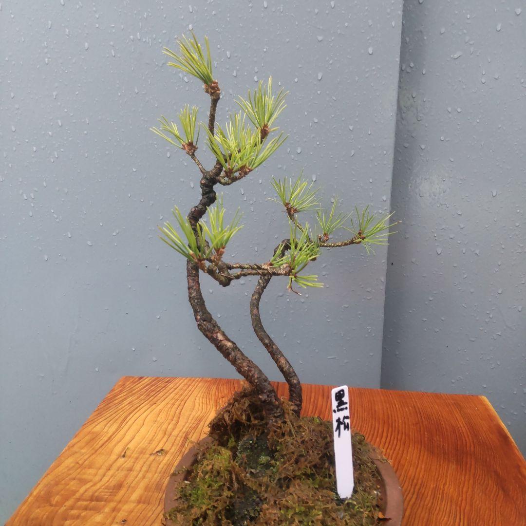 ミニ盆栽　黒松