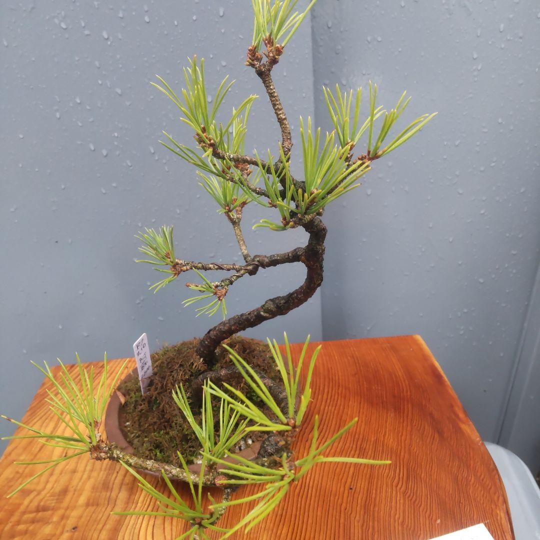 ミニ盆栽　黒松