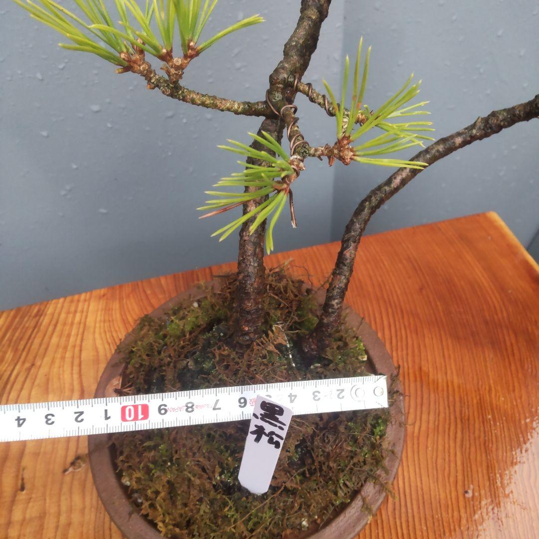 ミニ盆栽　黒松