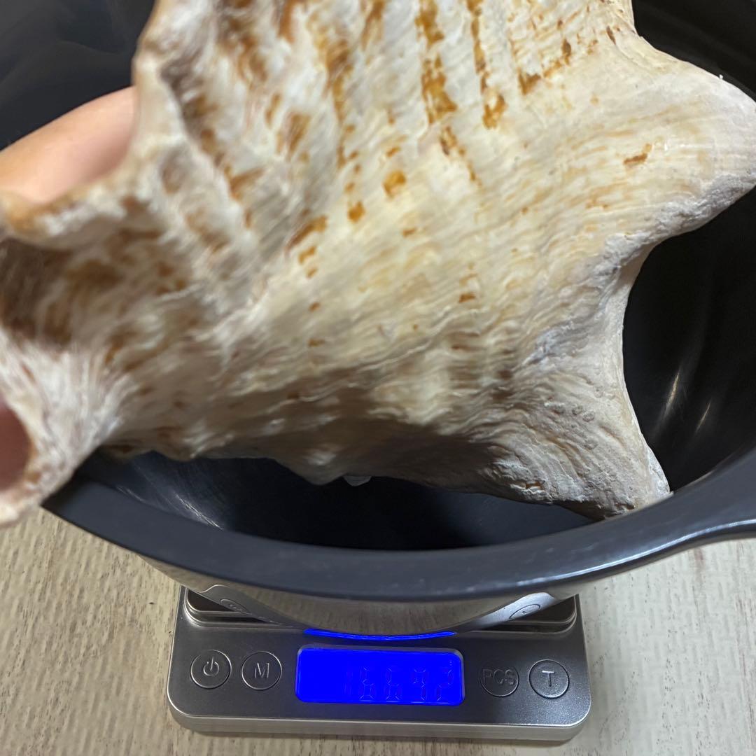 クイーンコンクシェル コンク貝 ピンク貝 24cm 希少 恋愛運 安産 家庭円満