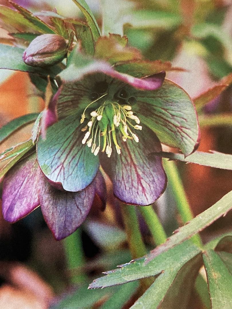 クリスマスローズ　トルカータス　原種系　鉢苗（1株）　＊特価！