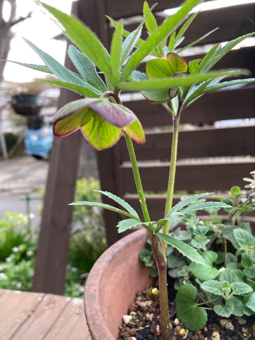 クリスマスローズ　トルカータス　原種系　鉢苗（1株）　＊特価！