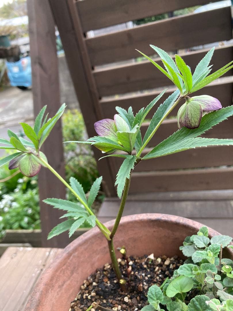 クリスマスローズ　トルカータス　原種系　鉢苗（1株）　＊特価！