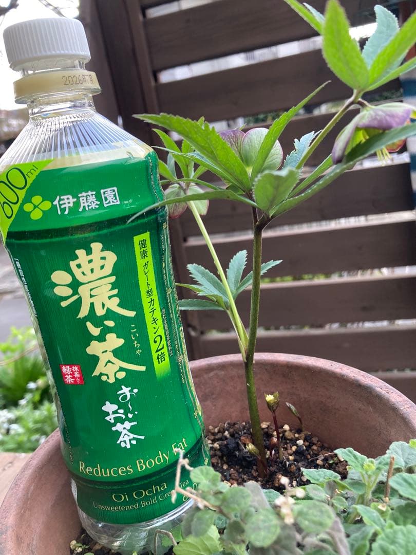 クリスマスローズ　トルカータス　原種系　鉢苗（1株）　＊特価！