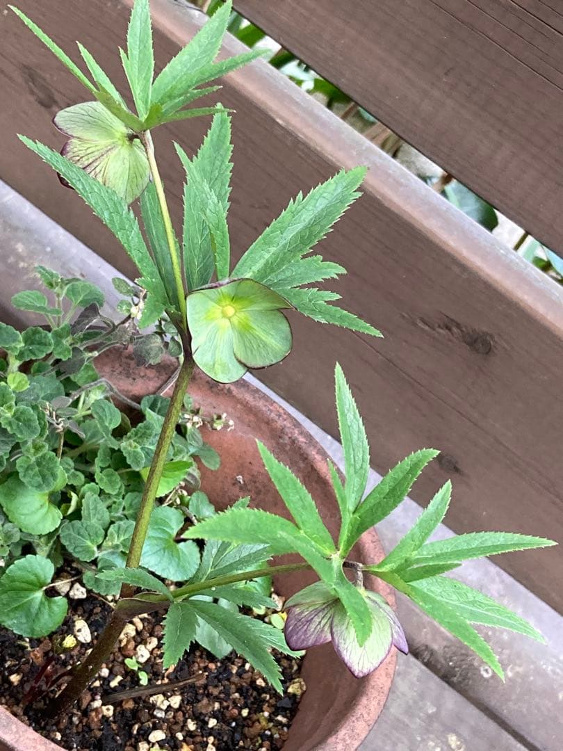 クリスマスローズ　トルカータス　原種系　鉢苗（1株）　＊特価！