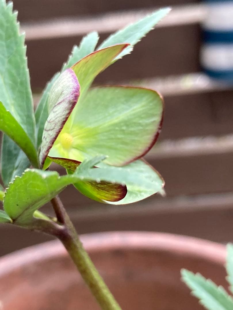 クリスマスローズ　トルカータス　原種系　鉢苗（1株）　＊特価！