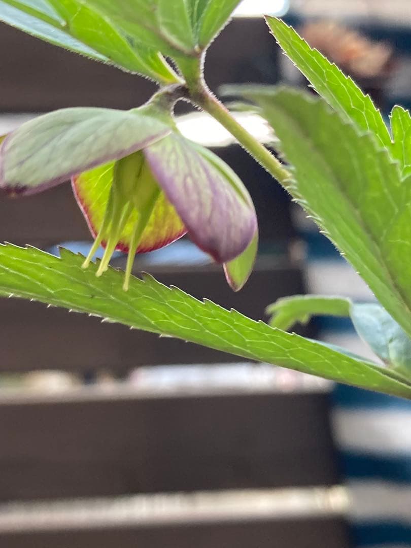 クリスマスローズ　トルカータス　原種系　鉢苗（1株）　＊特価！