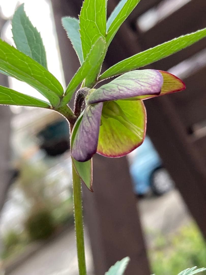 クリスマスローズ　トルカータス　原種系　鉢苗（1株）　＊特価！