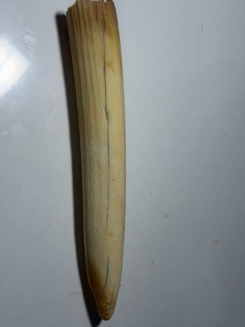 カバ牙　河馬牙　印材　彫刻材　送料無料