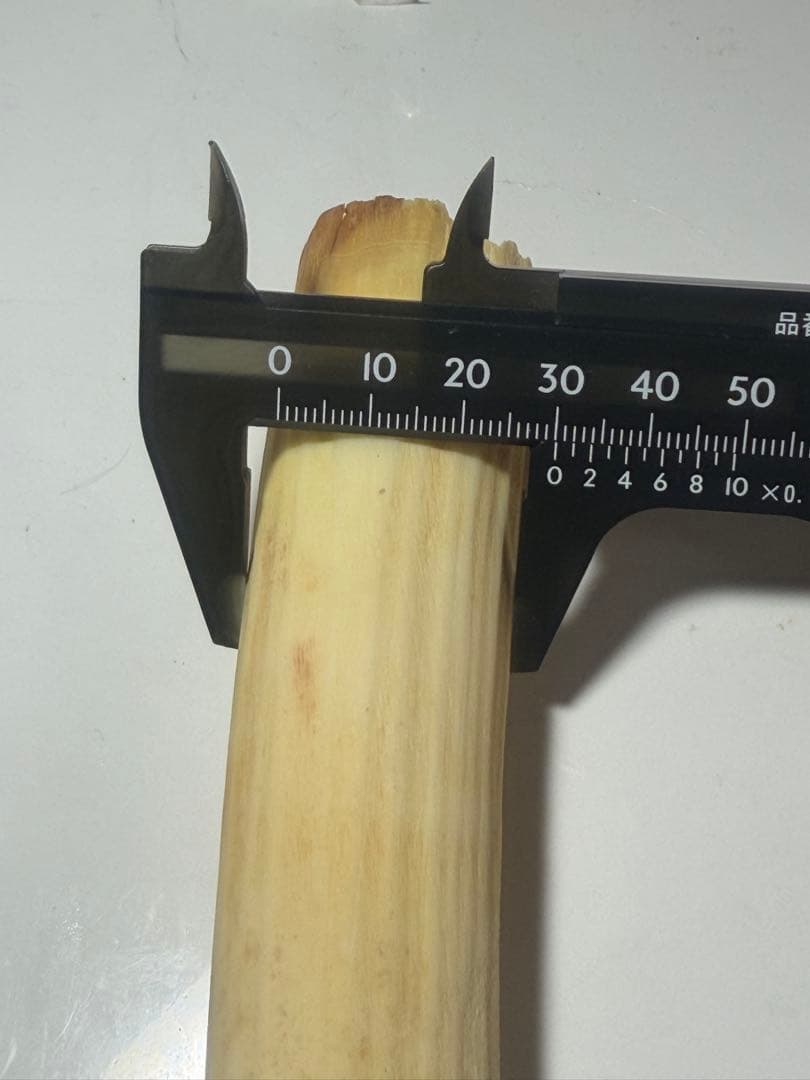 カバ牙　河馬牙　印材　彫刻材　送料無料