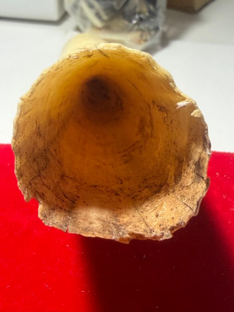 カバ牙　河馬牙　印材　彫刻材　送料無料