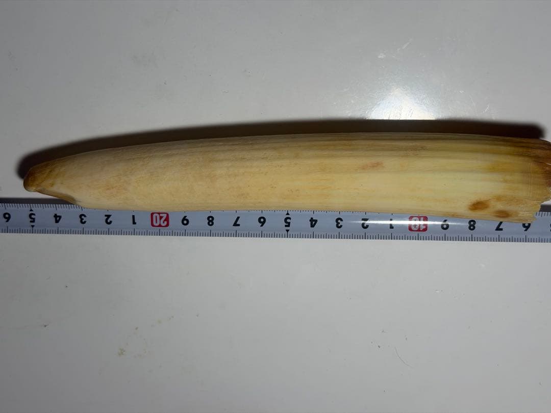 カバ牙　河馬牙　印材　彫刻材　送料無料