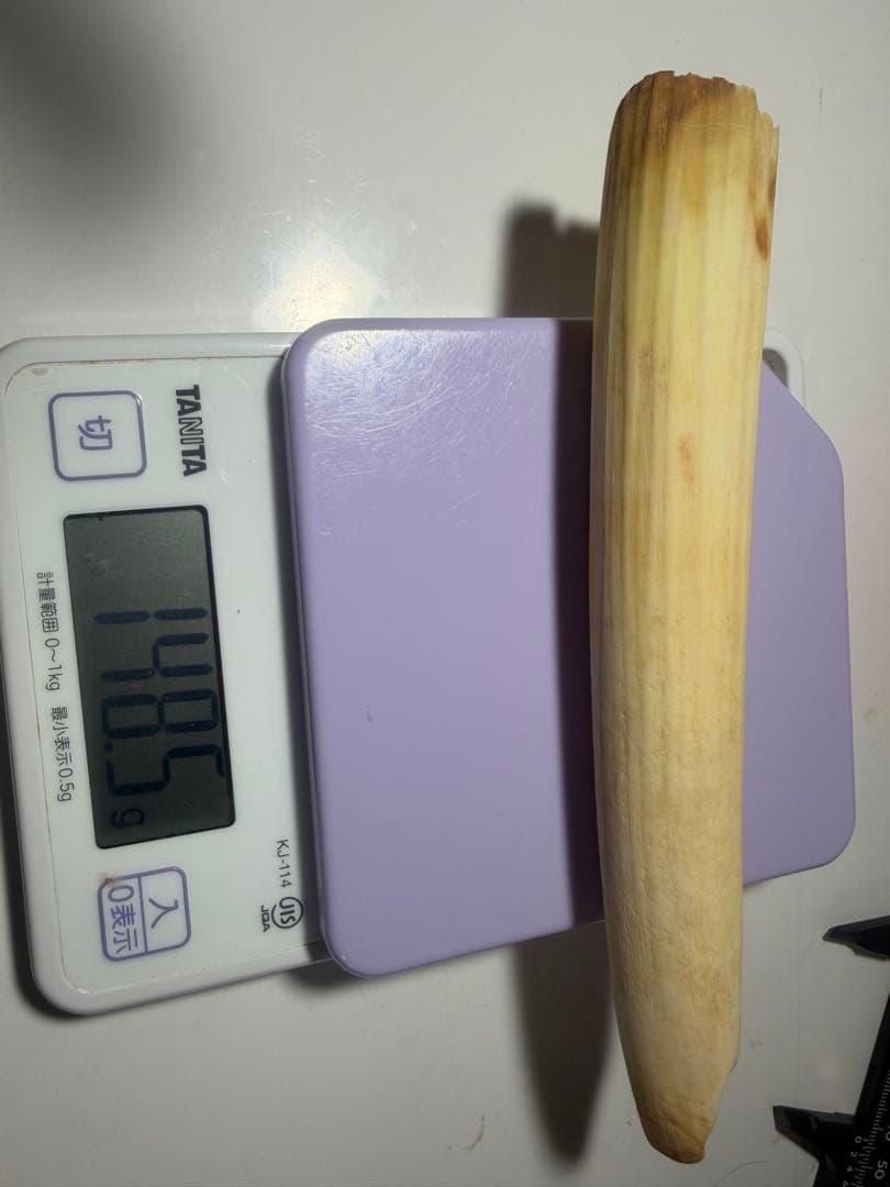 カバ牙　河馬牙　印材　彫刻材　送料無料