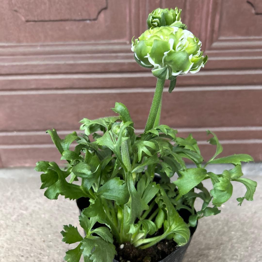 【入手困難】ラナンキュラスポンポン　1苗