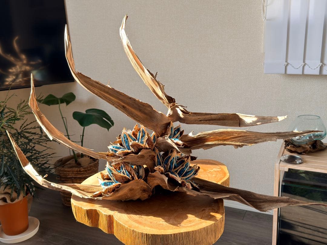 タビビトノキ 種子①