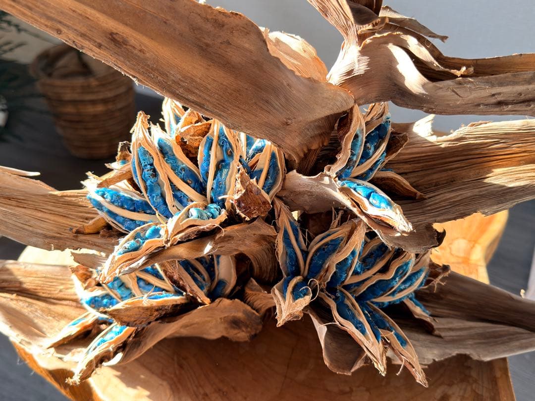 タビビトノキ 種子①