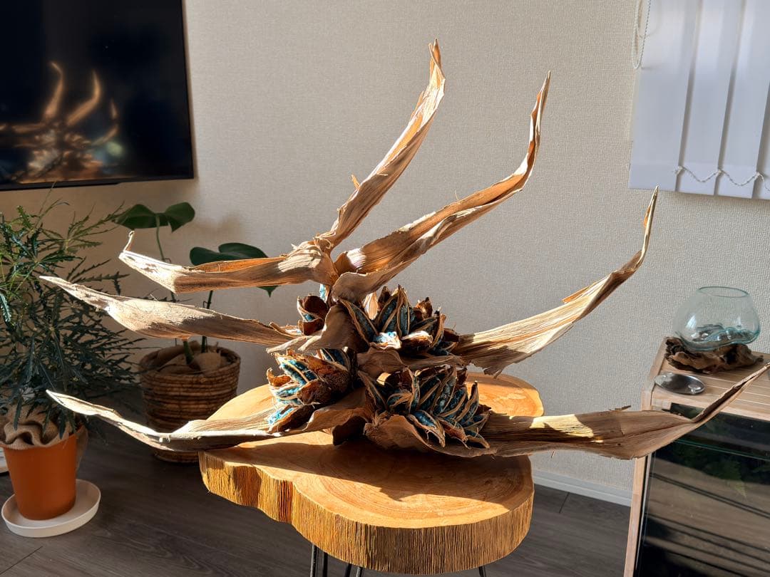 タビビトノキ 種子①