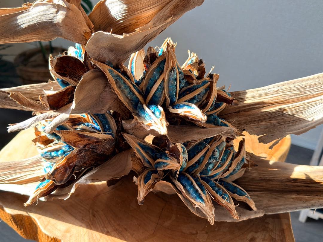 タビビトノキ 種子①